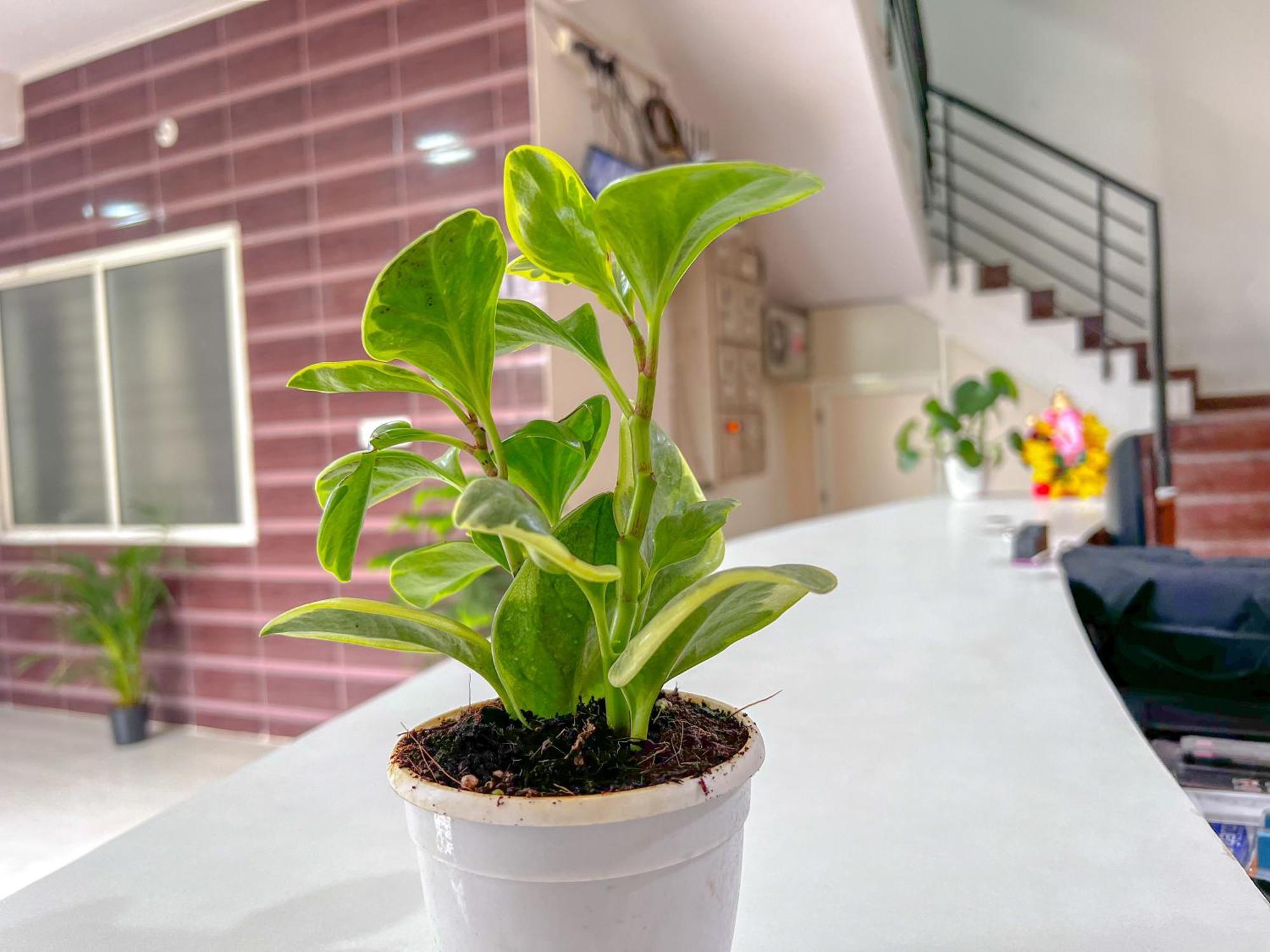 Hotel Elite By Agira Hotels-Free Airport Pickup Or Drop Yelahanka Exteriör bild